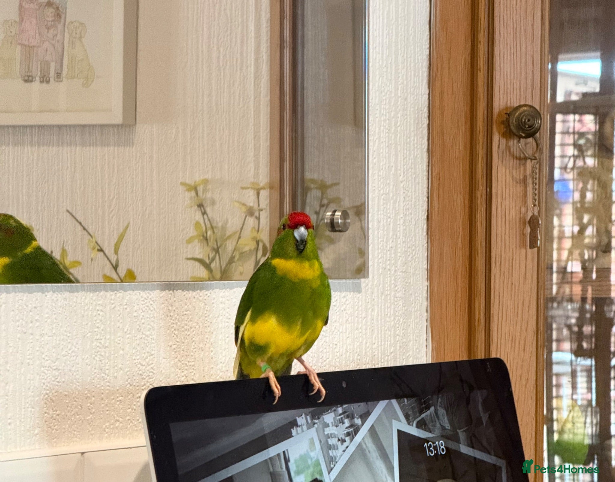 Parakeets birds Hand Tame young Kakariki with cage/accessories - Advert 1