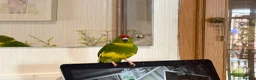 Parakeets birds for sale: Hand Tame young Kakariki with cage/accessories - Advert 1