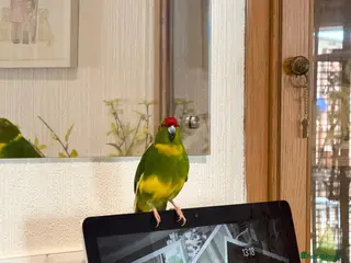 Parakeets birds Hand Tame young Kakariki with cage/accessories - Advert 1