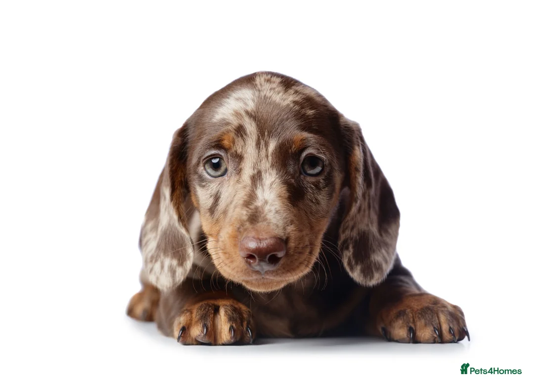 Miniature Dachshund dogs for sale: KC Reg Chocolate Dapple Miniature Dachshund P in Ipswich - Advert 1