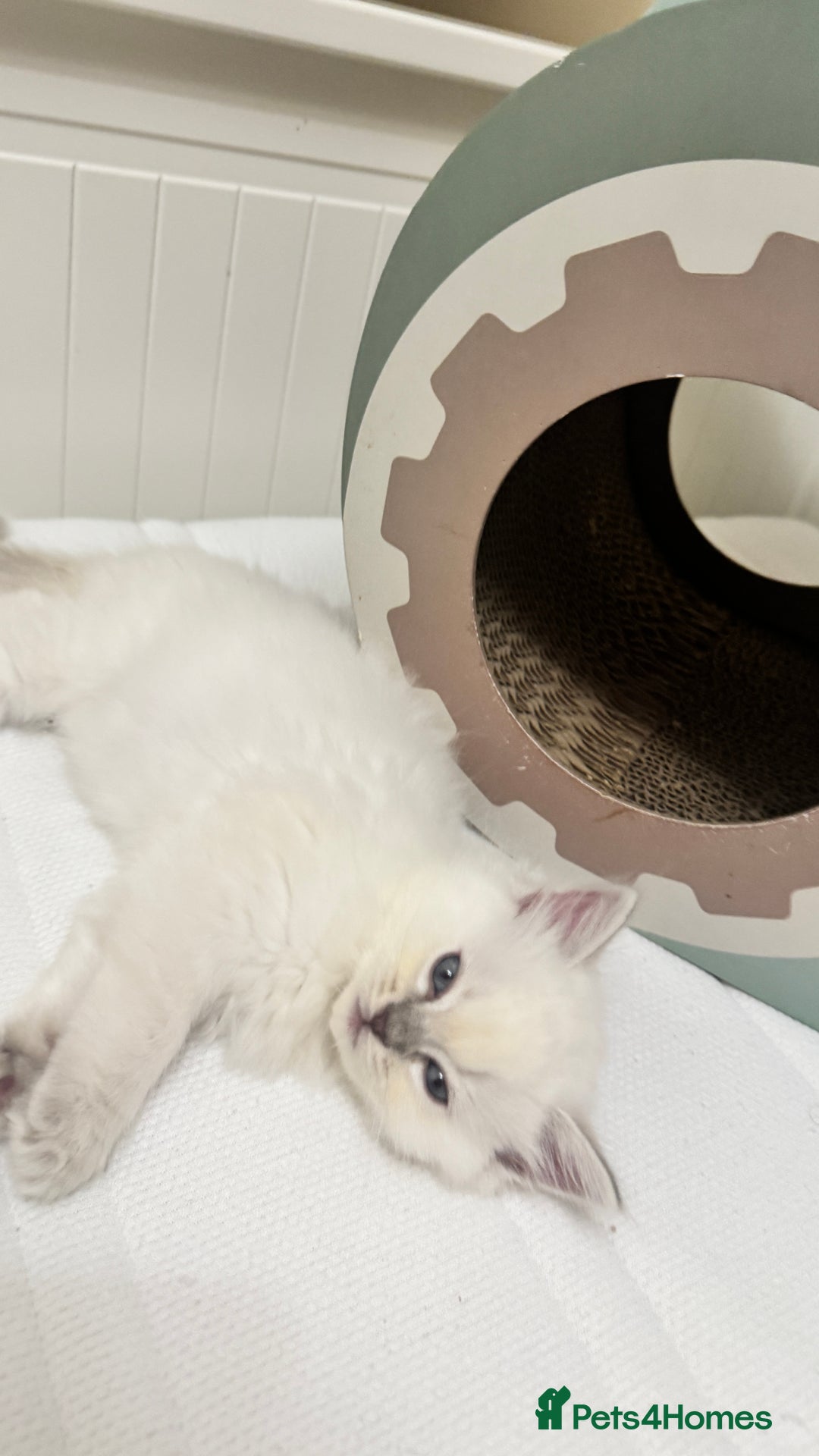 Ragdoll cats for sale: GCCF reg , Rare and milky white Lilac kittens  - Advert 2
