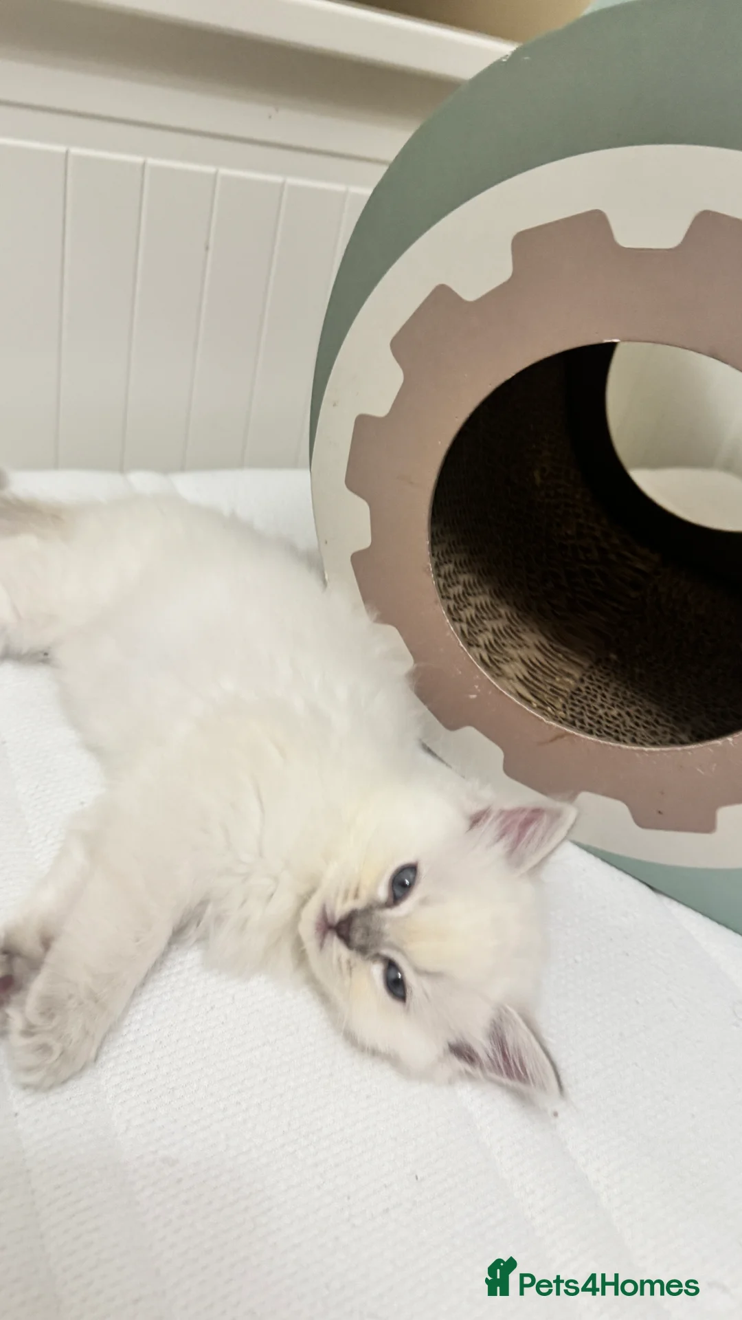 Ragdoll cats for sale: GCCF reg , Rare and icy  white Lilac kittens  - Advert 2