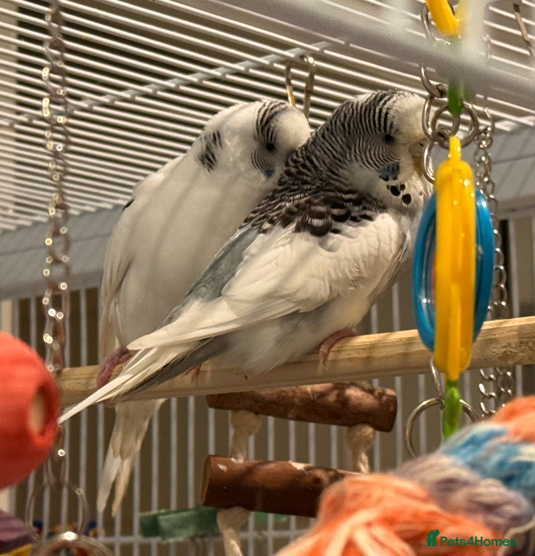 Budgerigars birds for sale: Bonded untamed budgies for sale - Image 6