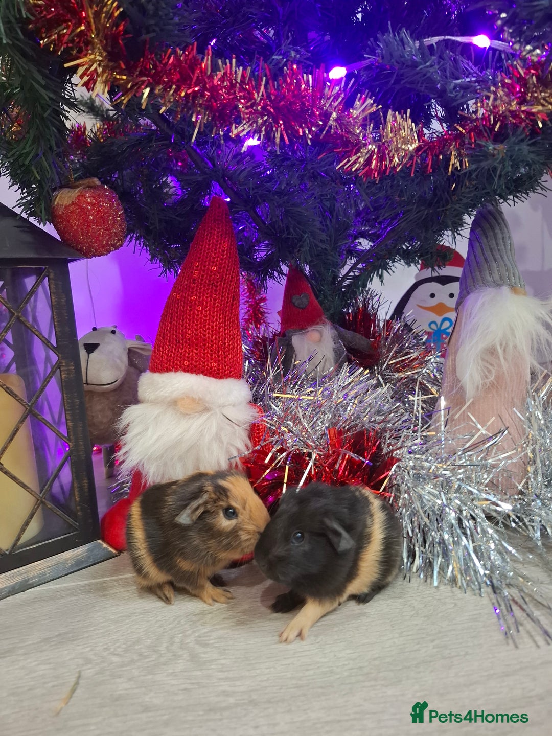 Guinea Pig rodents for sale: Precious piggies 🐷  - Advert 3