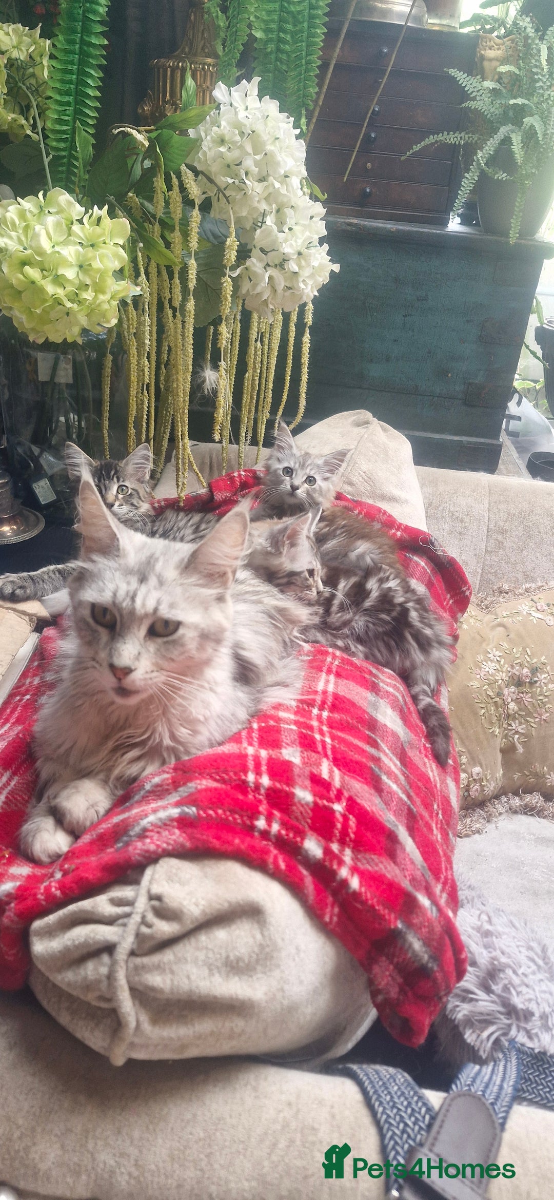 Maine Coon cats for sale: Maincoon cross Ragdoll kittens  - Image 7