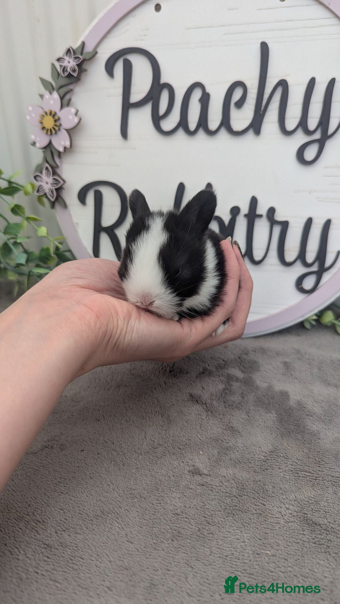 Mini Lop rabbits Mini lop babies ready to reserve  - Advert 7