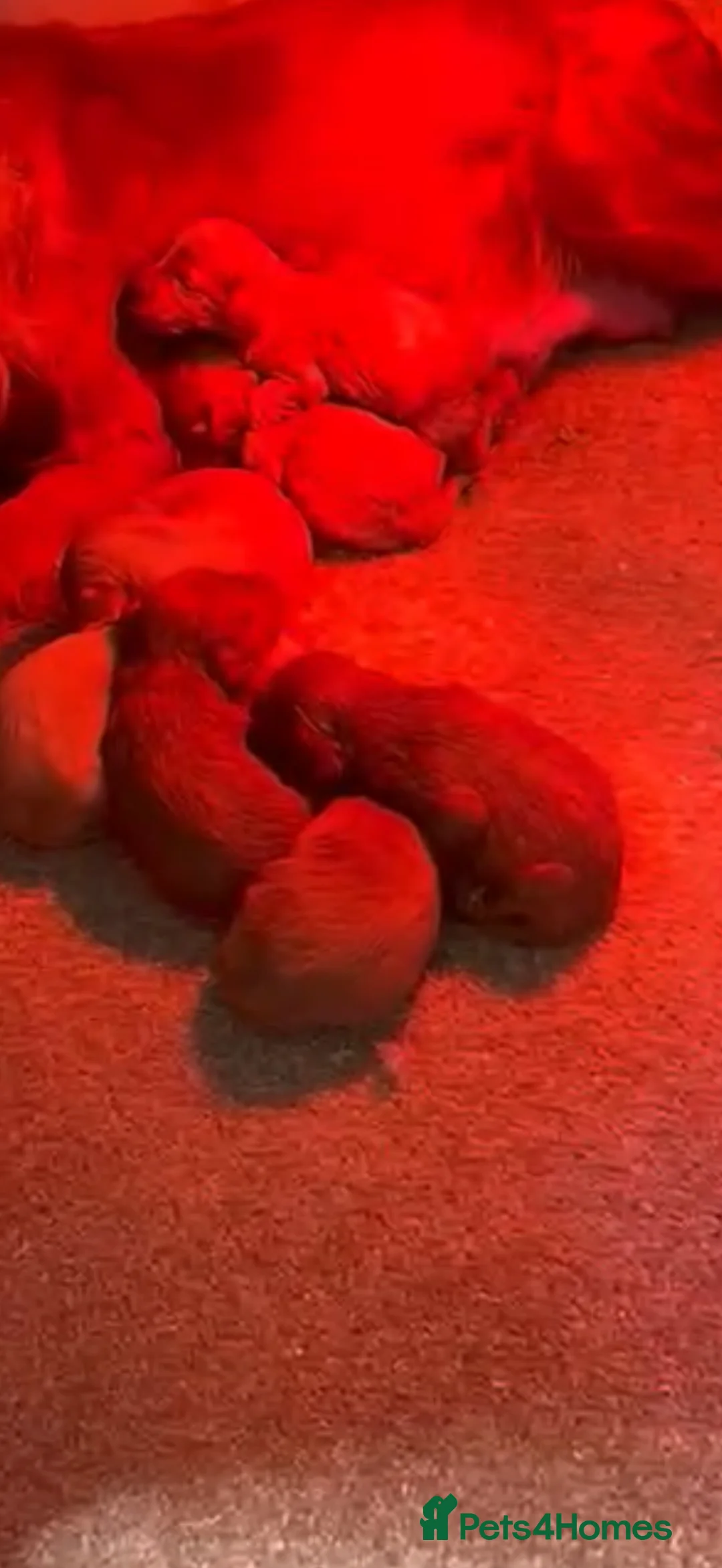 Toy Poodle dogs for sale: Super mini maltipoo puppies (toy poodle) - Advert 2