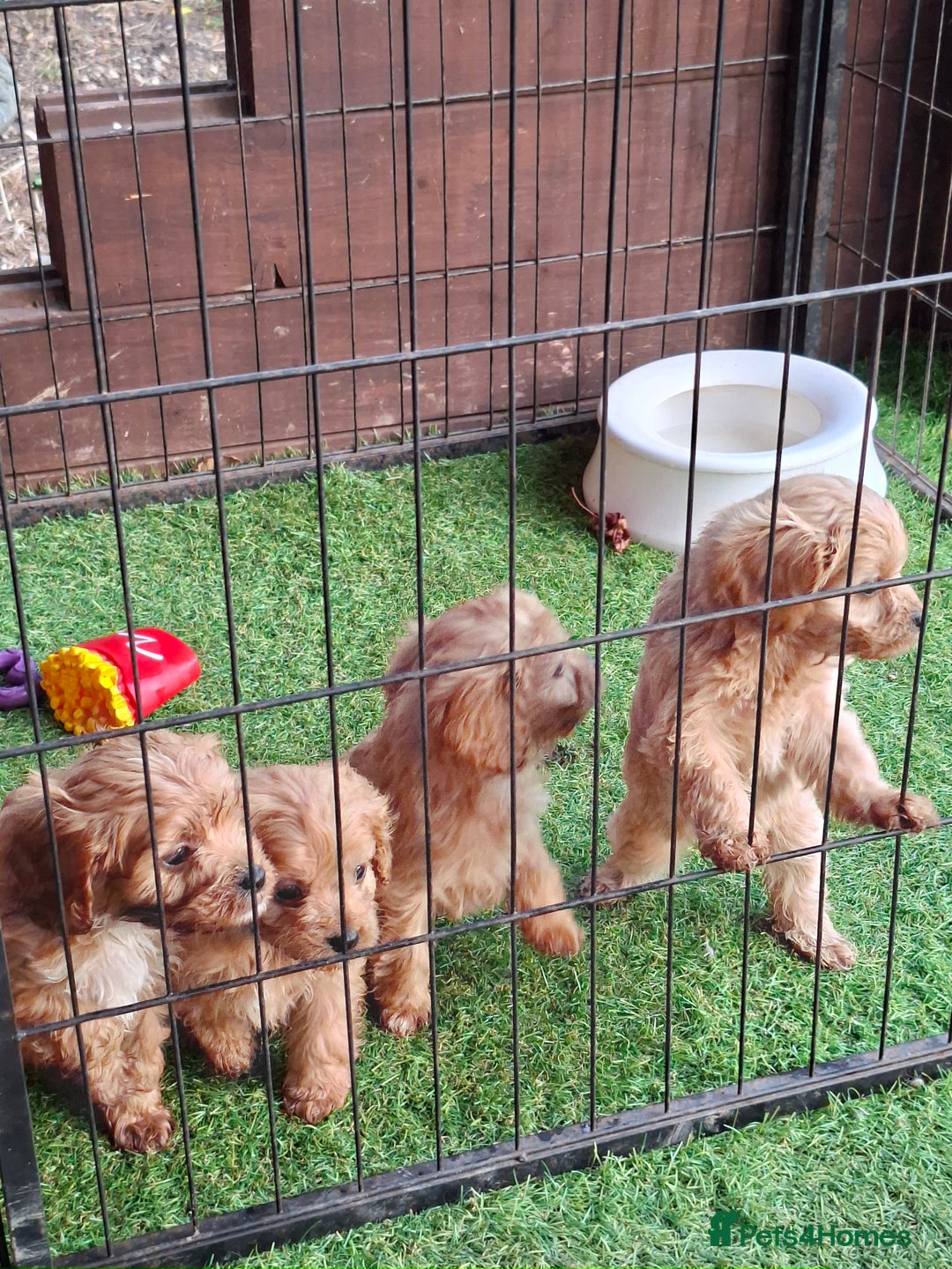 Cavapoo dogs for sale: Adorable F1 Cavapoo puppies  - Advert 12