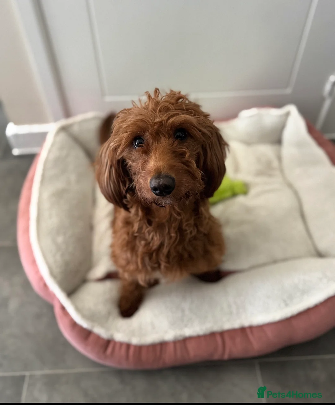 Goldendoodle dogs for sale: Lovely Red Female Mini Golden Doddle  - Advert 1