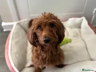 Goldendoodle dogs Lovely Red Female Mini Golden Doddle - Advert 4