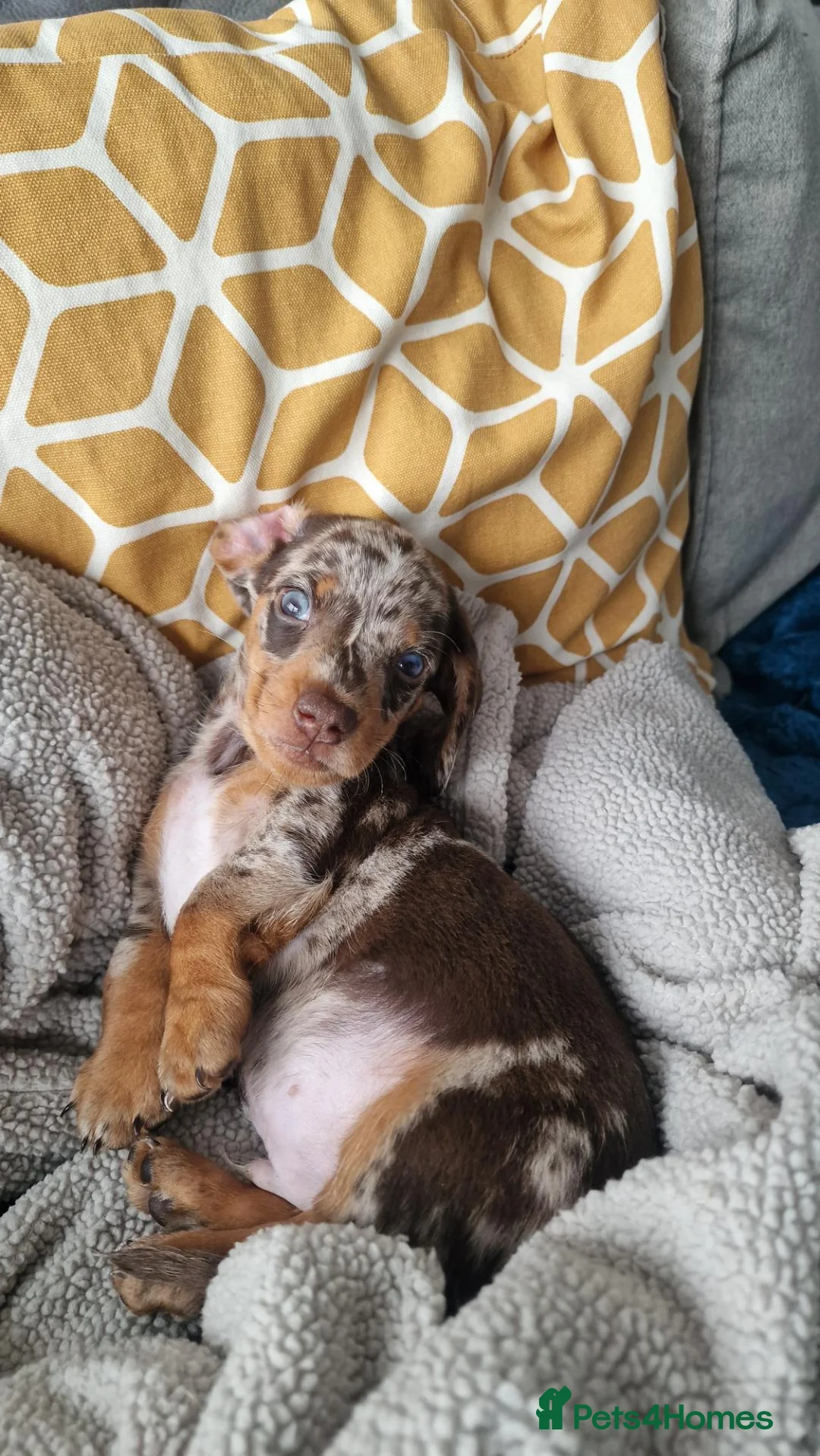 Miniature Dachshund dogs for sale: Mini dachshund puppies - Advert 1