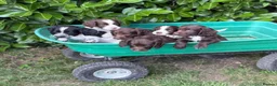 Sprocker dogs for sale: 6 sprocker  - Advert 12