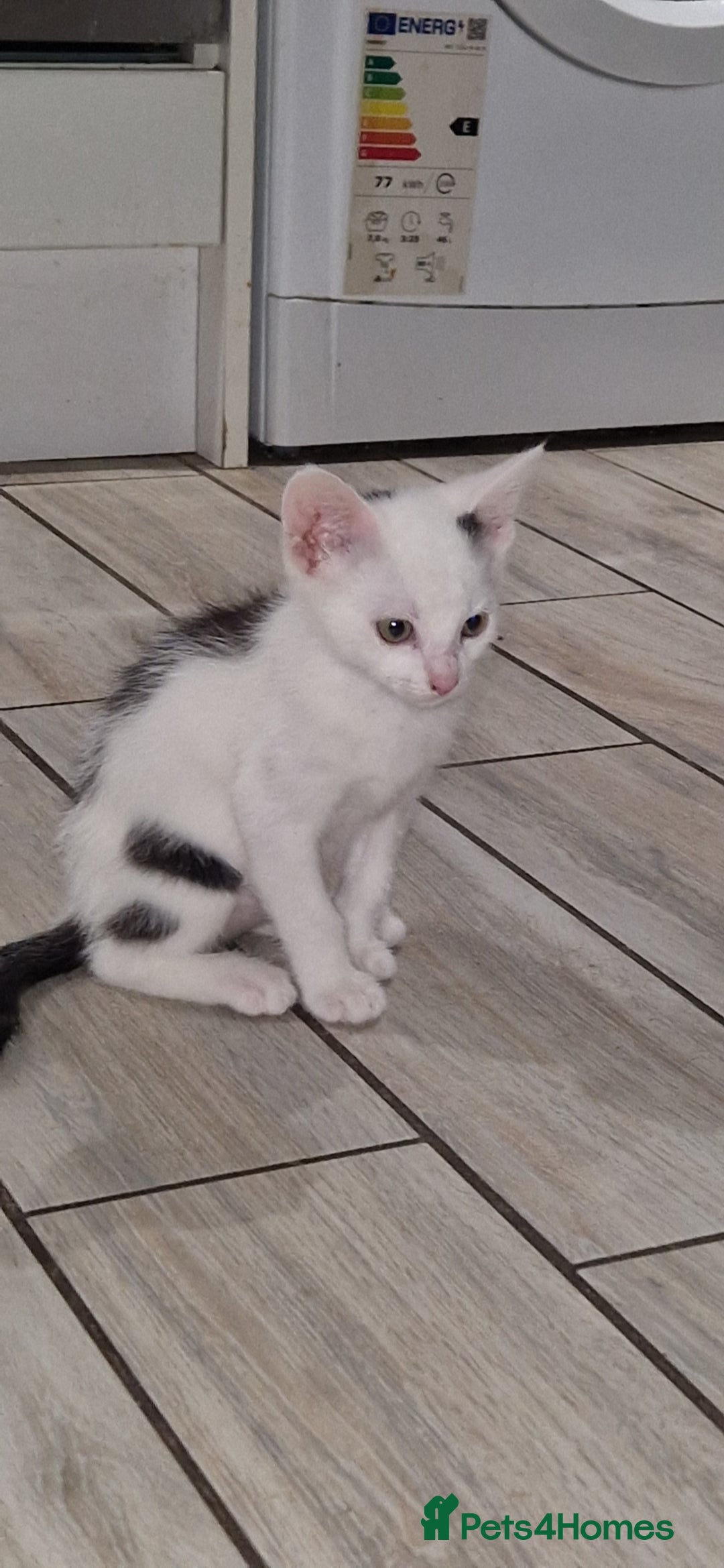 British Shorthair cats for sale: Cats shorthair - Advert 4