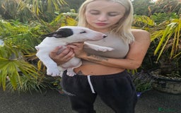 English Bull Terrier dogs for sale: English bullterrier pups for sale  - Image 25