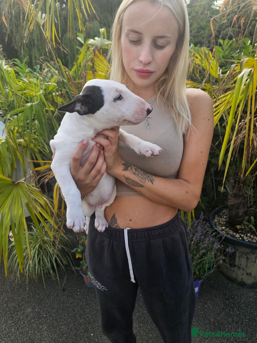English Bull Terrier dogs for sale: English bullterrier pups for sale  - Image 25