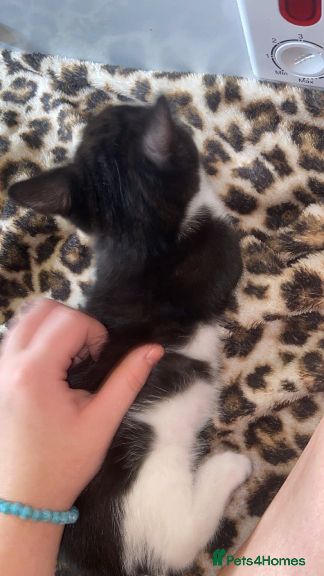 Mixed Breed cats for sale: Beautiful tabby and black and white kittens ready  - Advert 6