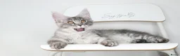 Maine Coon cats for sale:     Limited Summer Offer – Reduced Kitten Prices - Advert 12