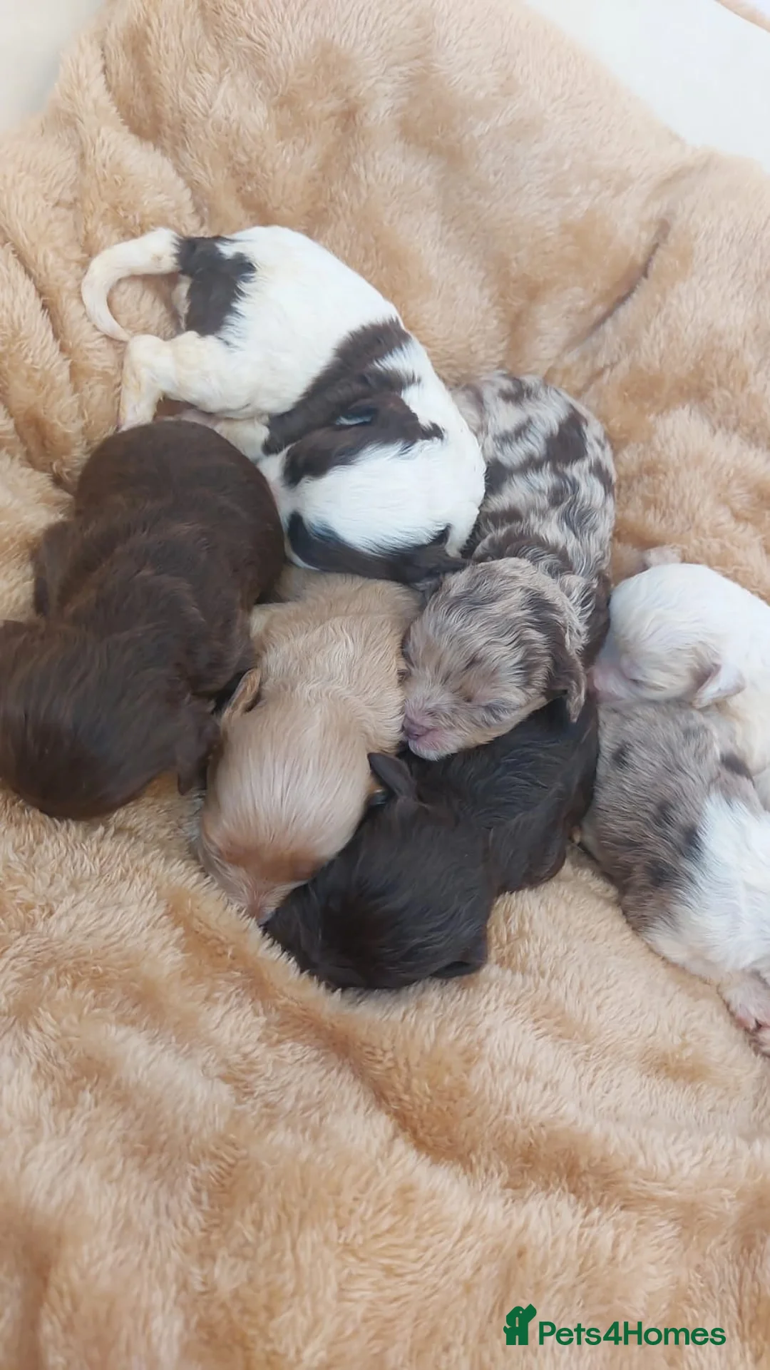 Toy Poodle dogs for stud: Stunning KC None fading Chocolate Phantom stud in Rickmansworth - Advert 19