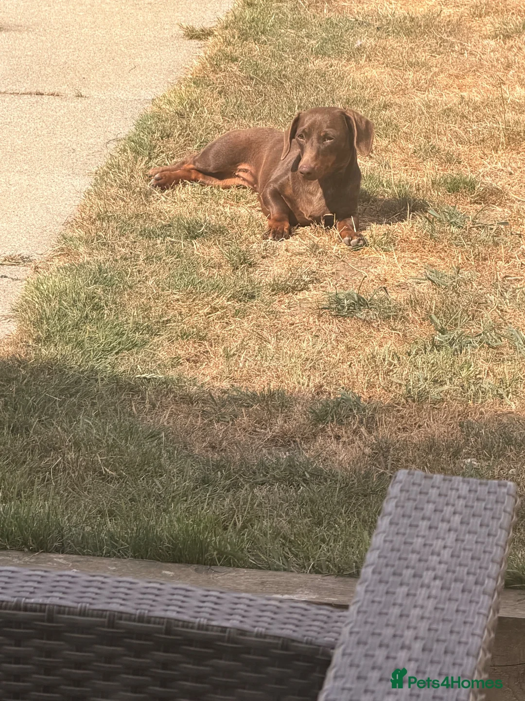 Dachshund dogs for sale: 1 year old dachshund  - Advert 2
