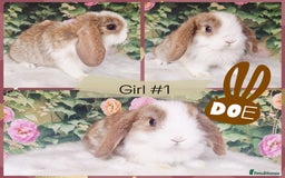 Mini Lop rabbits for sale: Pure Mini Lops ready now - Image 4