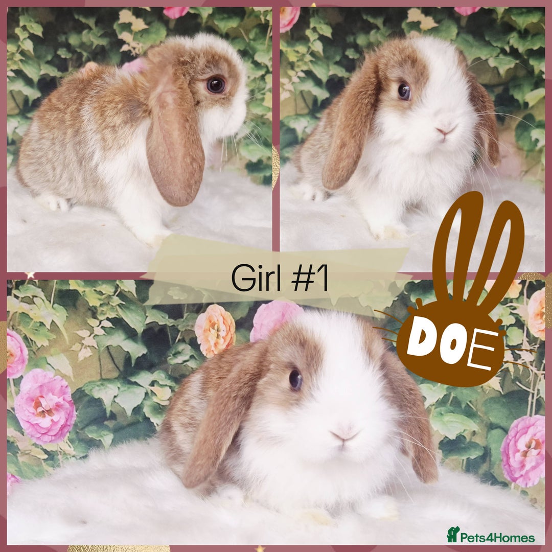 Mini Lop rabbits for sale: Pure Mini Lops ready now - Image 4