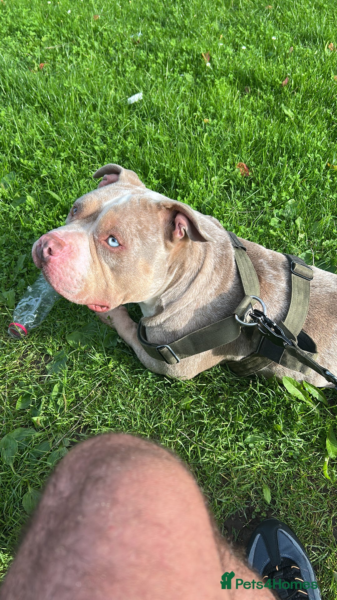 American Bully dogs for stud: Proper stud  - Image 8