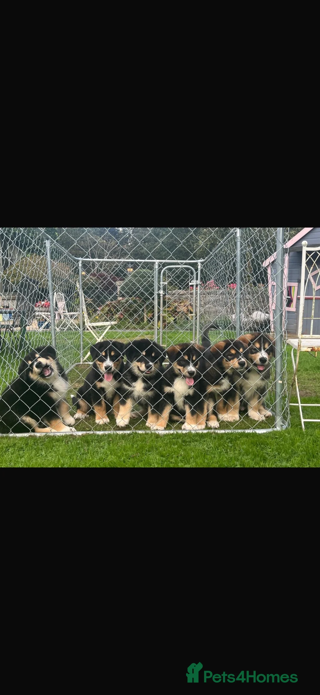 Mixed Breed dogs for sale: Bernese Mountain Dog x Alaskan Malamute puppies  - Advert 2