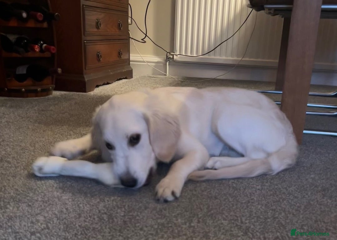 Golden Retriever dogs for sale: STUNNING CHAMPAGNE KC GIRL - Advert 7