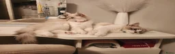 Siberian cats for sale: Siberian Male Kitten GCCF Reg Active Breeding  - Advert 4