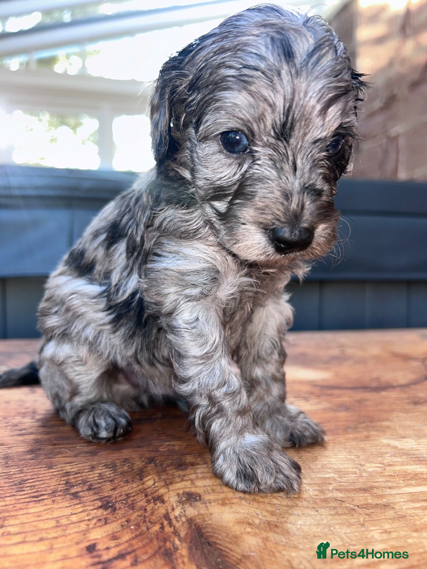Cavapoo dogs 🐾 OUR BEAUTIFUL F1B CAVAPOO PUPPIES ARE HERE! 🐾 - Advert 1