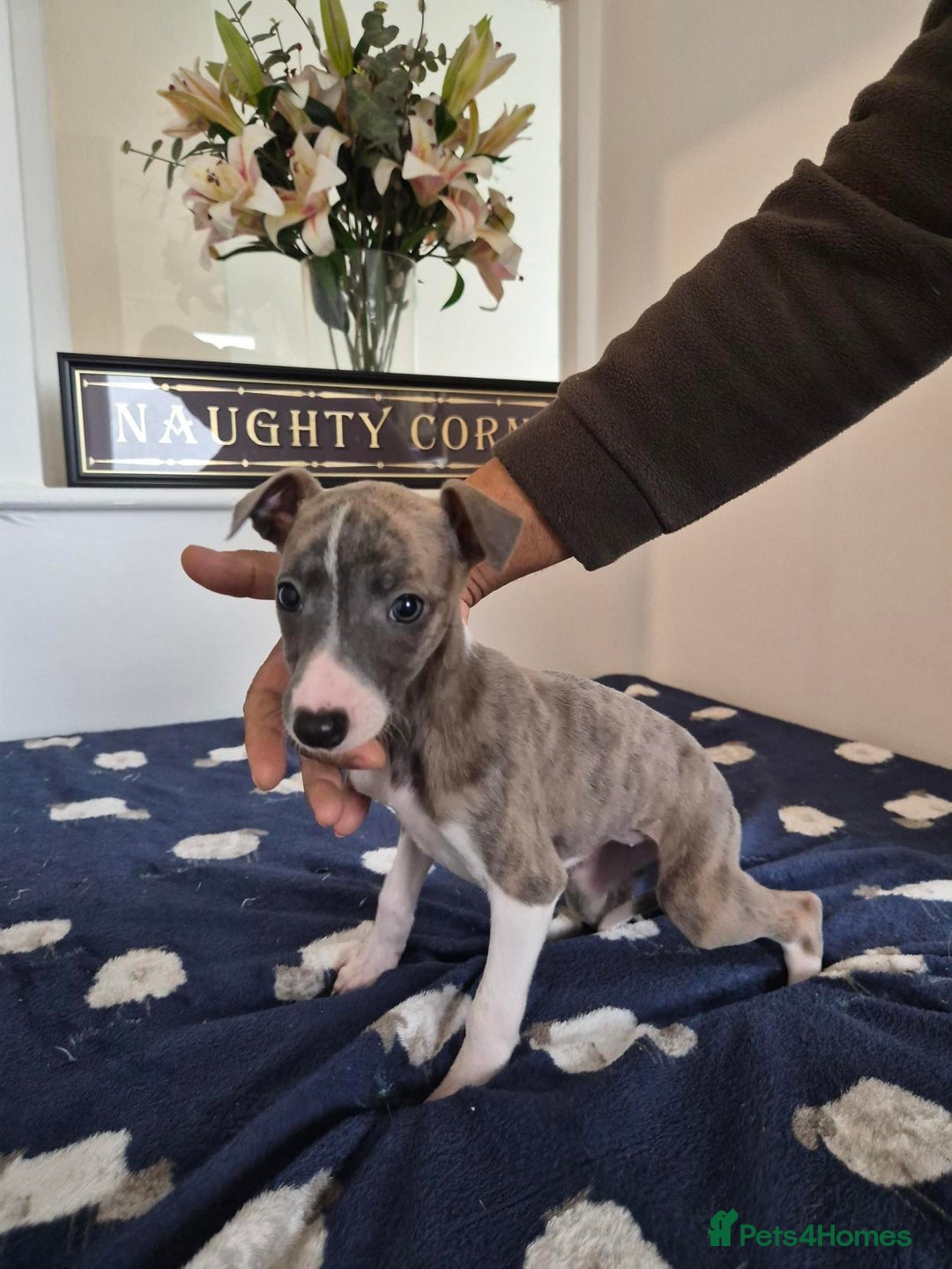 Whippet dogs for sale: Stunning KC Whippet Girl for Sale - Advert 1