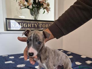 Whippet dogs Stunning KC Whippet Girl for Sale - Advert 15