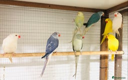 Ringnecks birds for sale: Beautiful coloured ringneck parrots for sale. - Image 7
