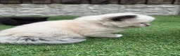 Ragdoll cats for sale: Ragdoll x - Advert 18