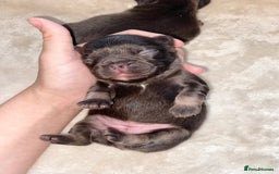 French Bulldog dogs for sale: Beautiful litter off French bulldog puppies  - Image 12