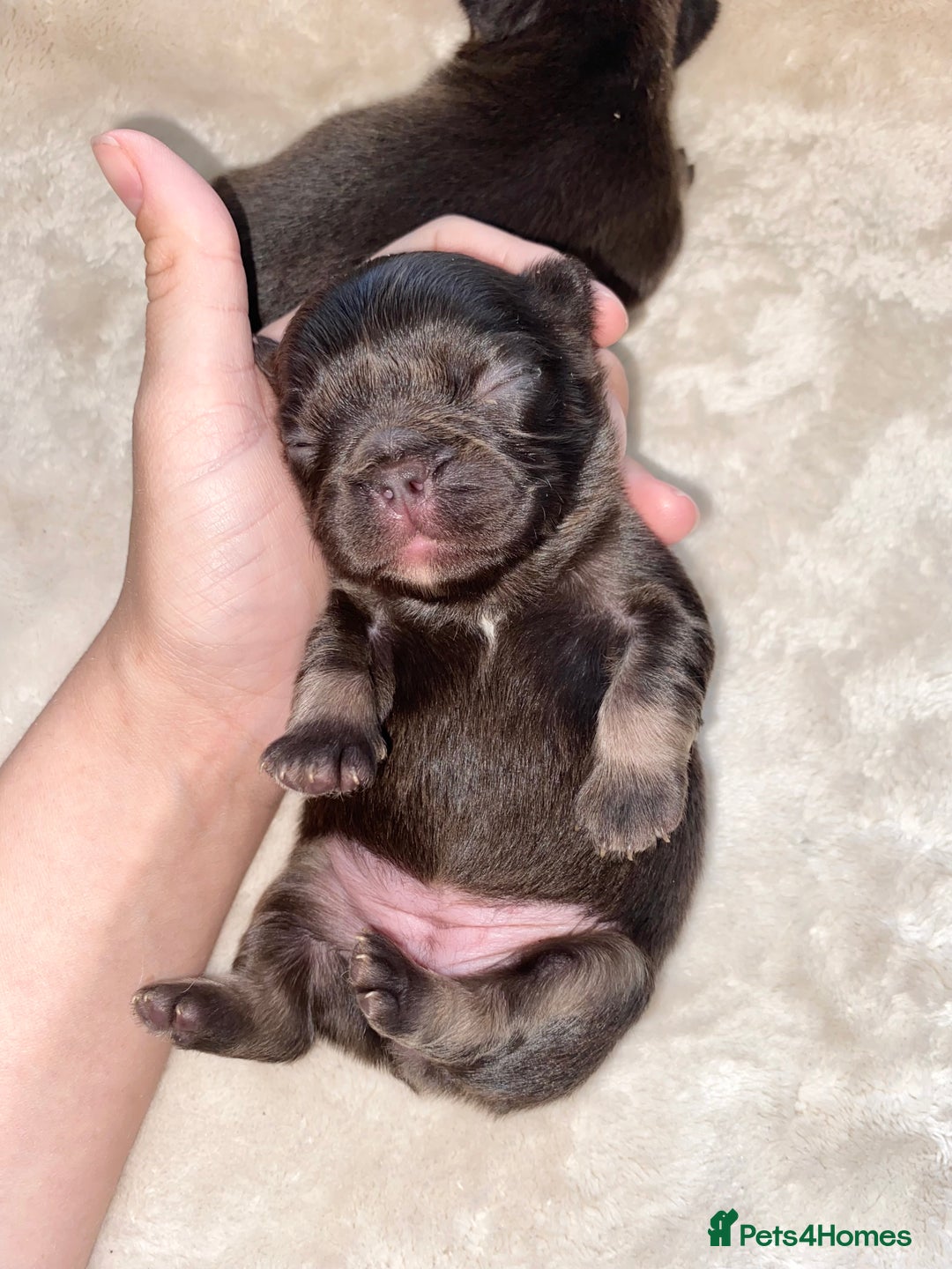 French Bulldog dogs for sale: Beautiful litter off French bulldog puppies  - Image 12