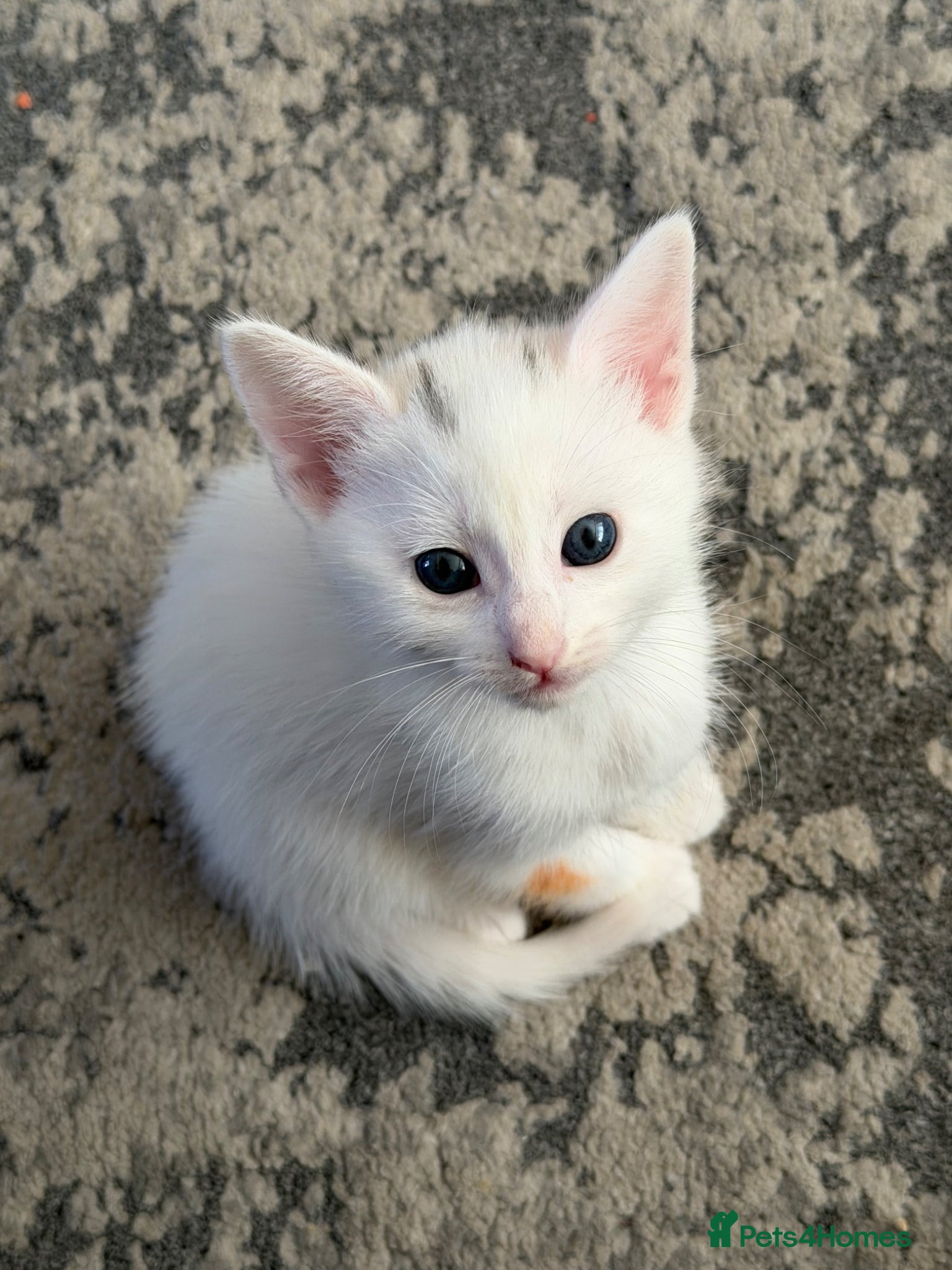 Mixed Breed cats White Male Kitten - Advert 1