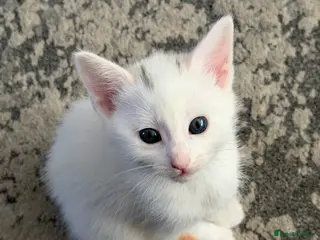 Mixed Breed cats White Male Kitten - Advert 2