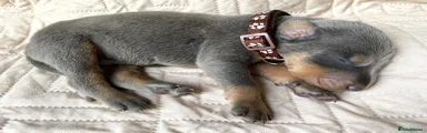 Dobermann 10