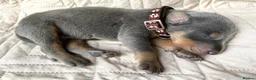 Dobermann dogs for sale: KC REGISTERED DOBERMAN PUPS - Advert 31