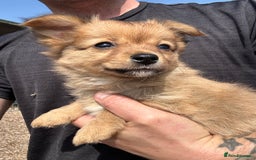 Chihuahua dogs for sale: Chihuahua X puppies  - Image 16