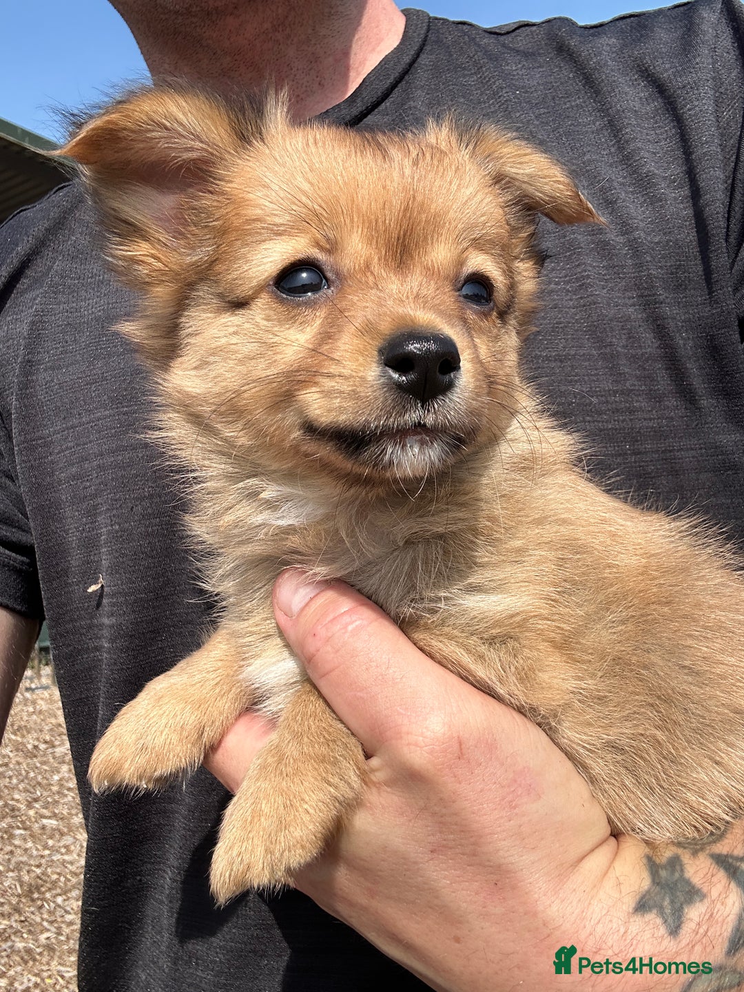 Chihuahua dogs for sale: Chihuahua X puppies  - Image 16