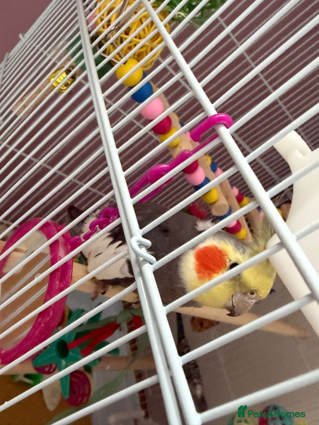 Cockatiels birds for sale: Cockatiel male  - Advert 7