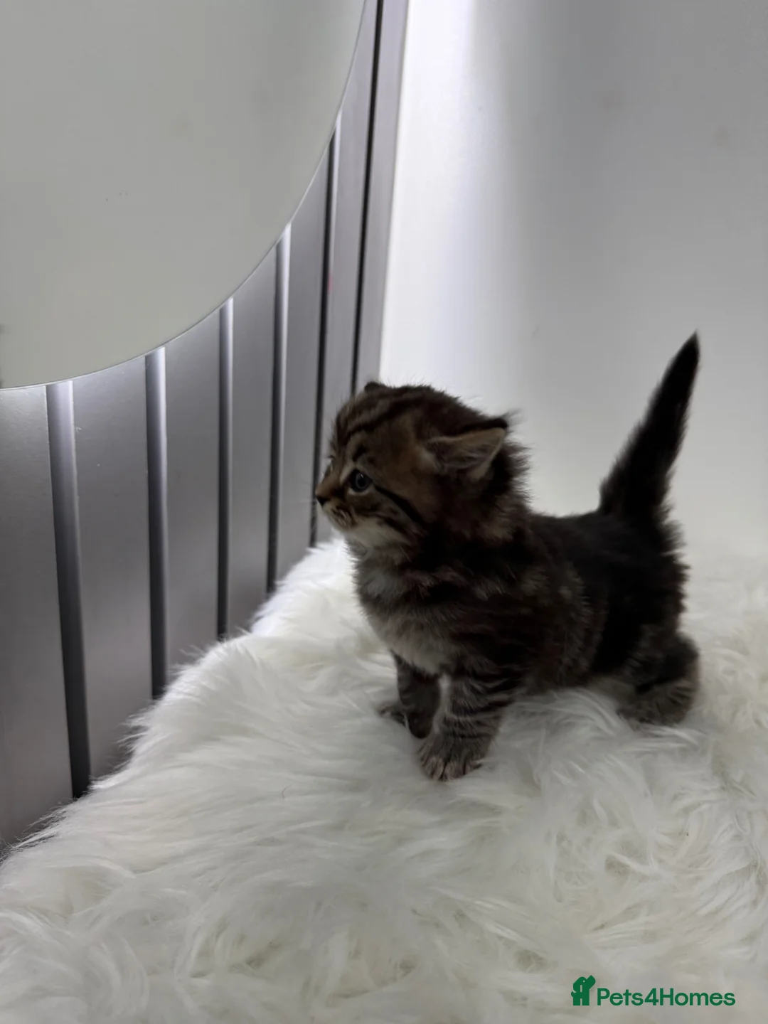 British Shorthair cats for sale: British short hair  - Advert 1
