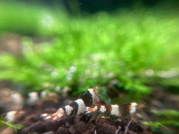 Shrimps fish in Sunbury-on-Thames - Advert 10