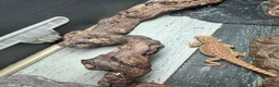 Bearded Dragon reptiles for sale: Baby&adult bearded dragons- possible a full setup  - Advert 6