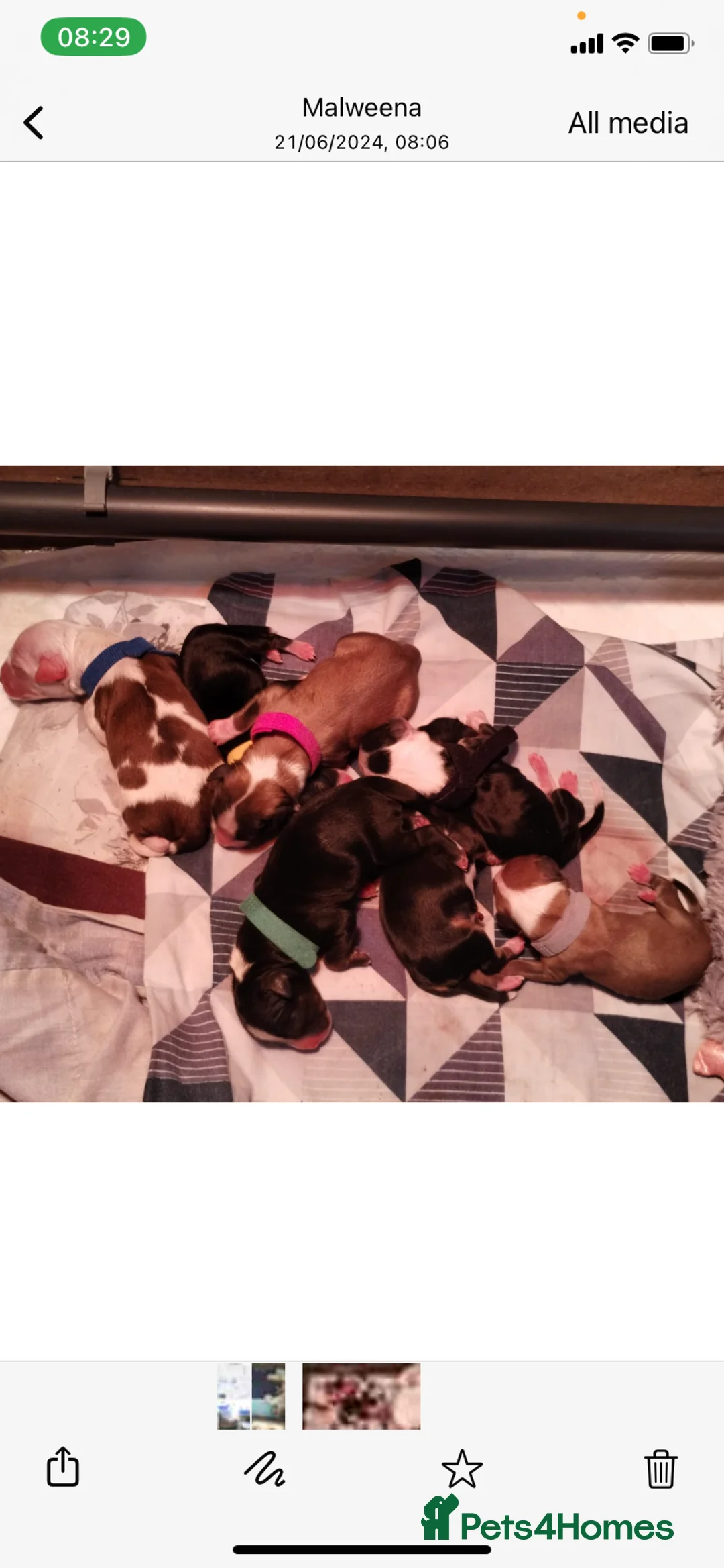 Tibetan Terrier dogs for stud: Excellent KC Reg Proven Tibetan Terrier for Stud in Oldham - Advert 14