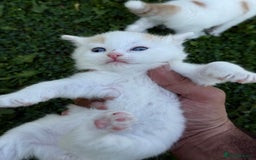 Mixed Breed cats for sale: A kitten - Image 2
