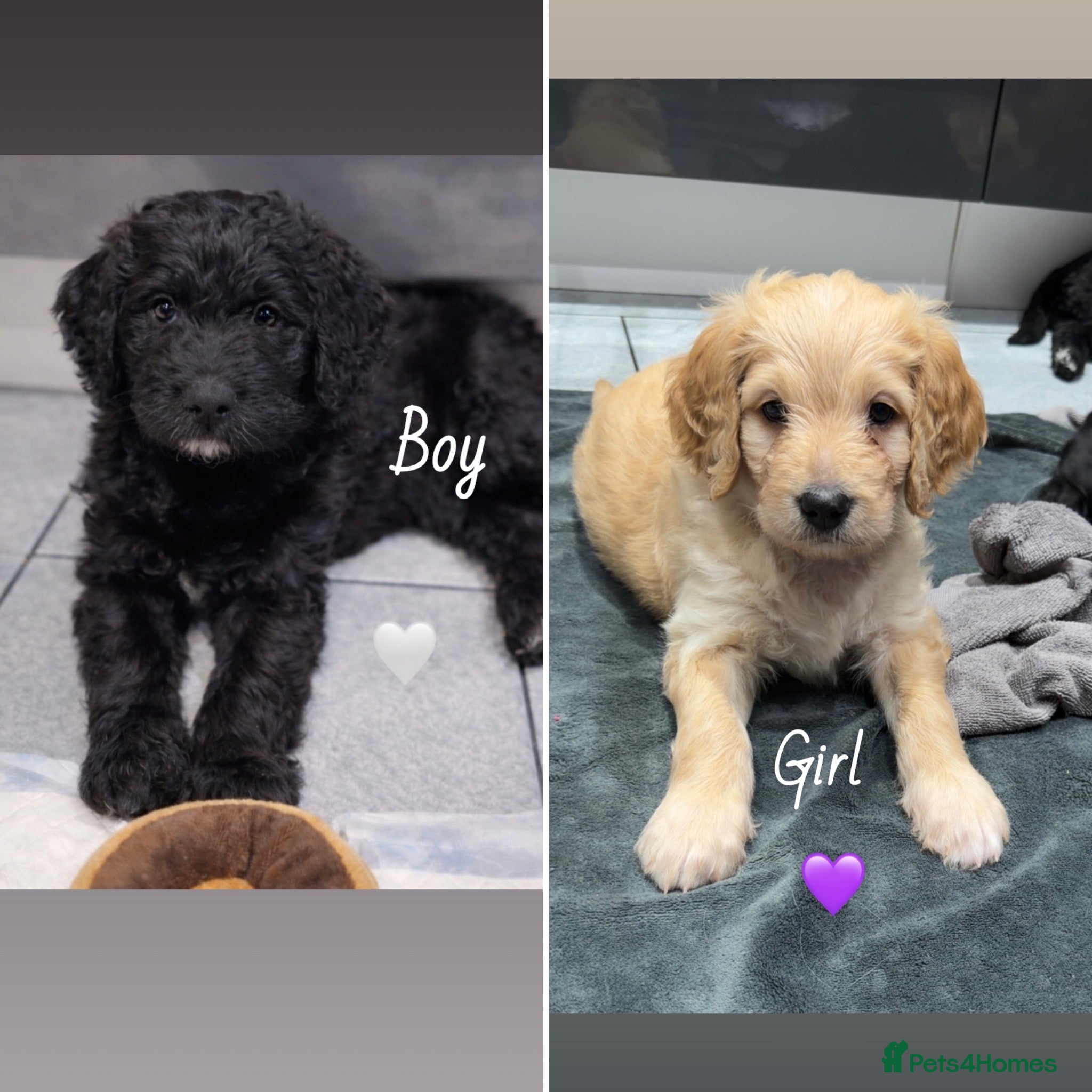 Mixed Breed dogs READY NEXT WEEK!! Stunning Litter of Bernadoodles - Advert 8