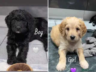 Mixed Breed dogs READY NEXT WEEK!! Stunning Litter of Bernadoodles - Advert 8